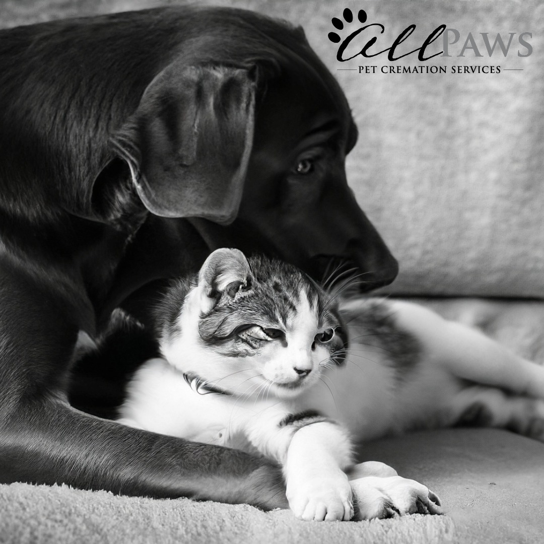 All Paws Pet Cremation Services - Main photo