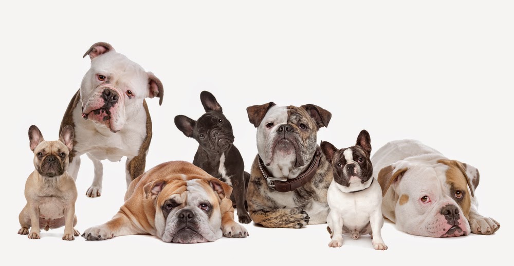All Paws & Pets Crematory - Main photo