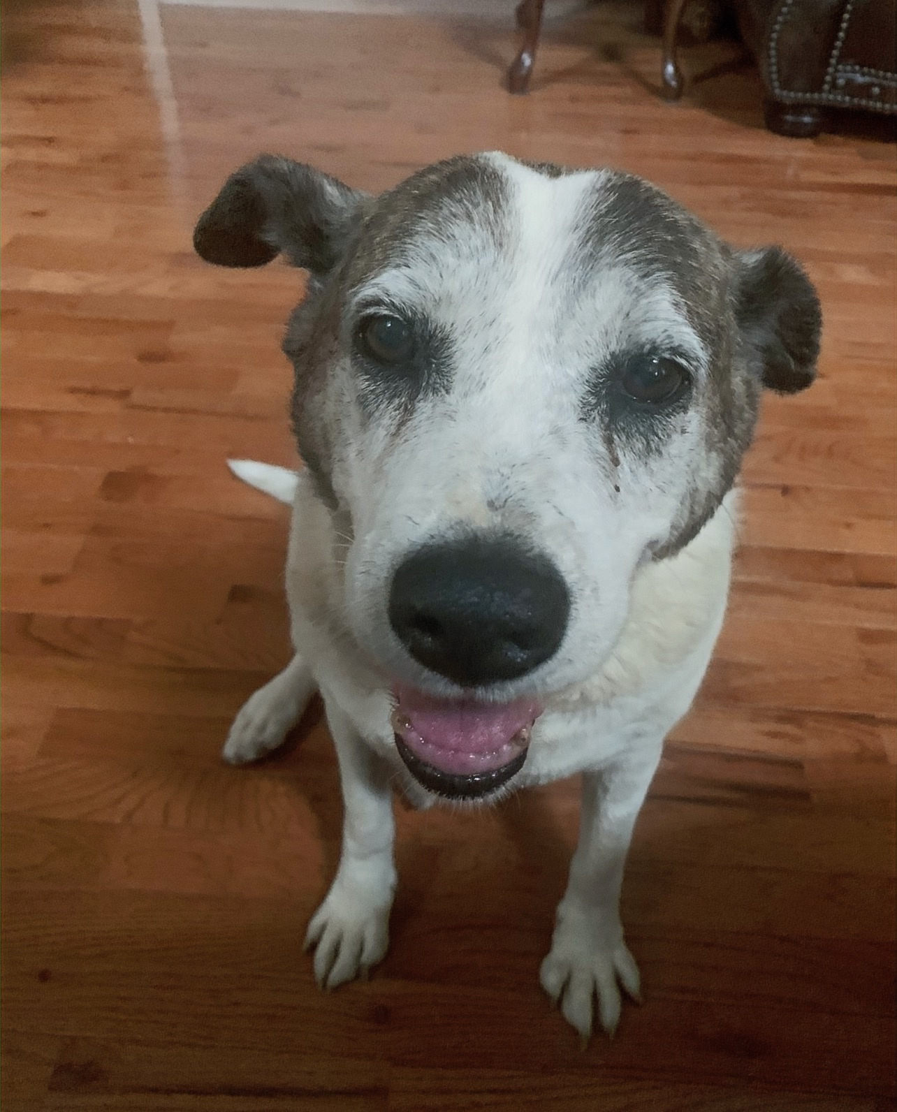 Angel's Ashes Pet Cremation - Main photo