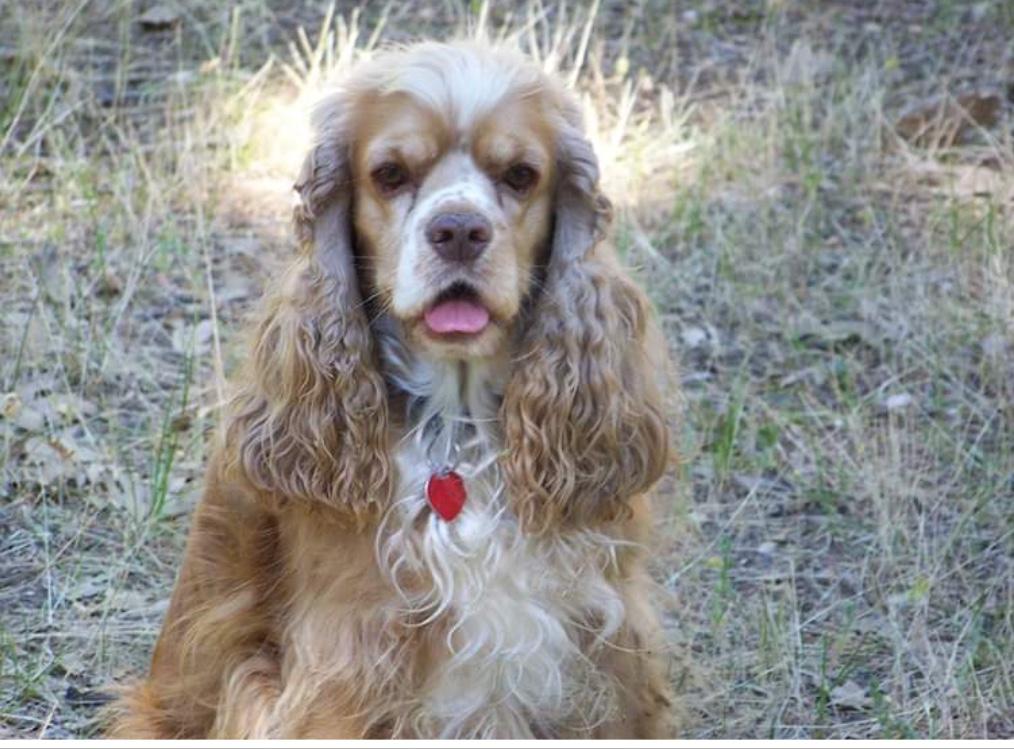 Blue Creek Pet Cremation - Main photo