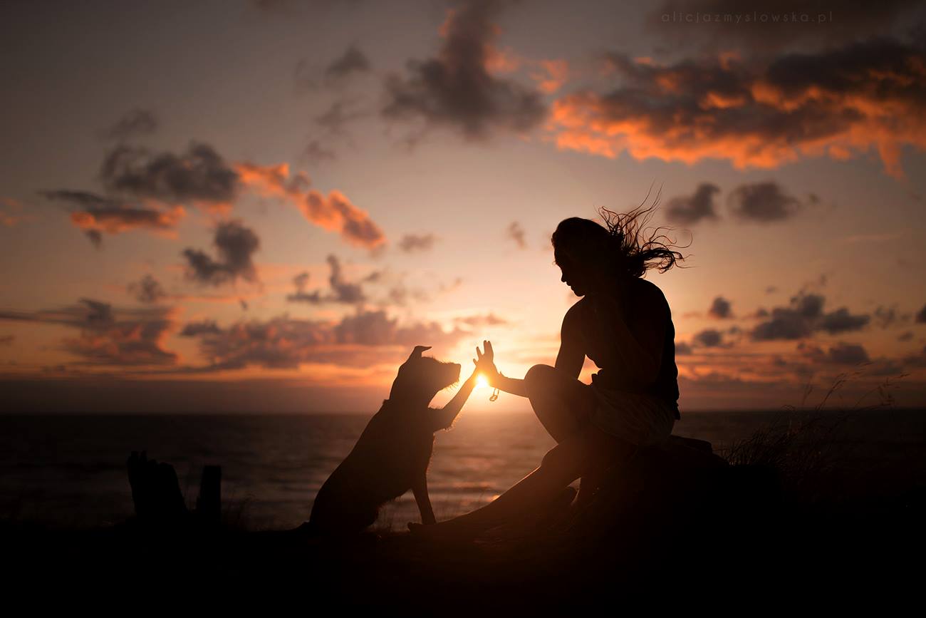 Cape Coral Pet Crematory - Main photo