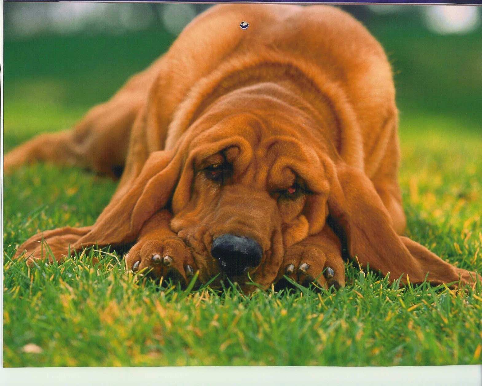 Carolina Pet Crematory - Main photo