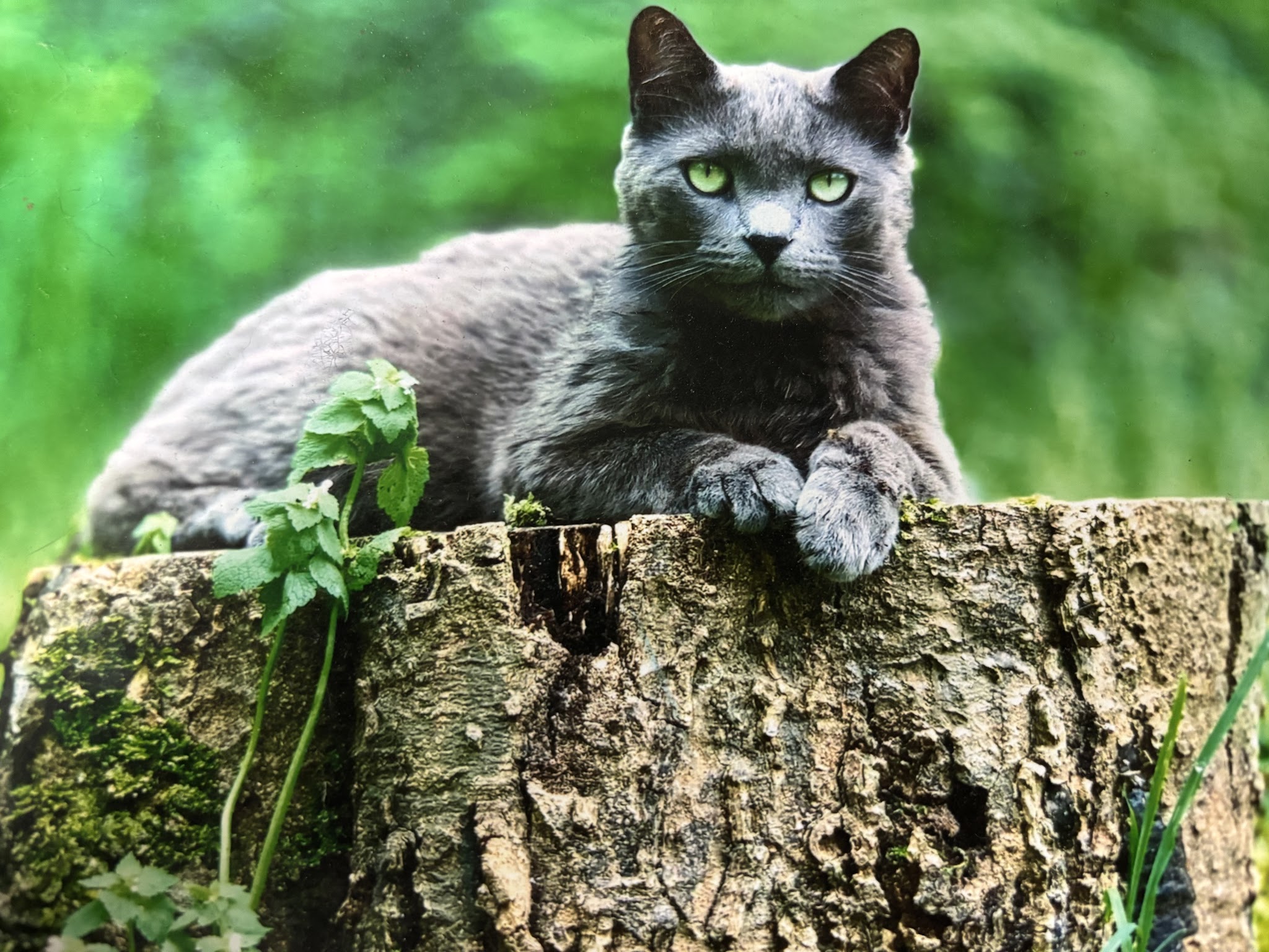 Cherished Furever Pet Funeral Home & Crematory - Main photo