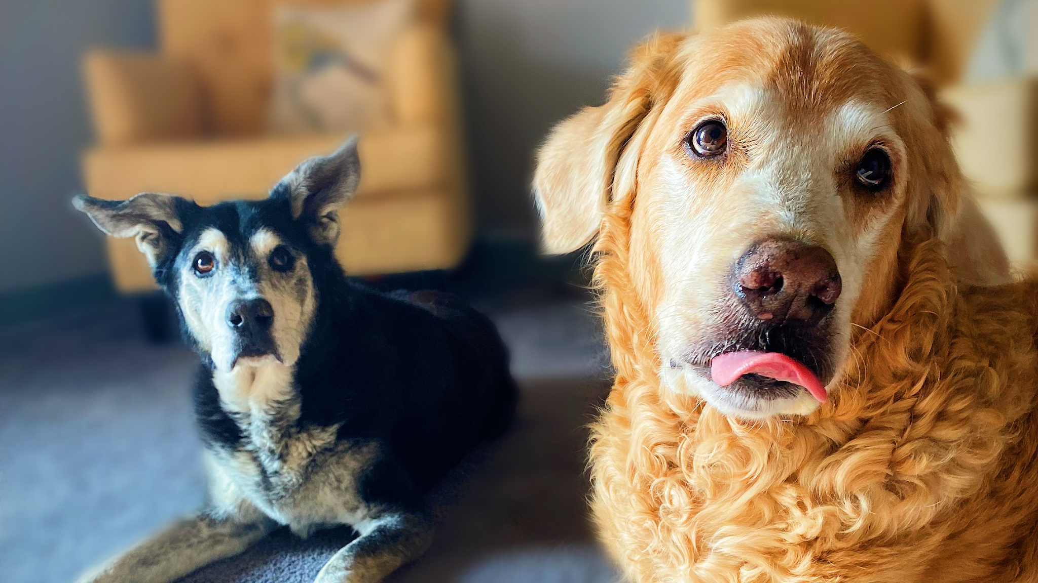 Circle Of Life Pet Cremation Services - Main photo