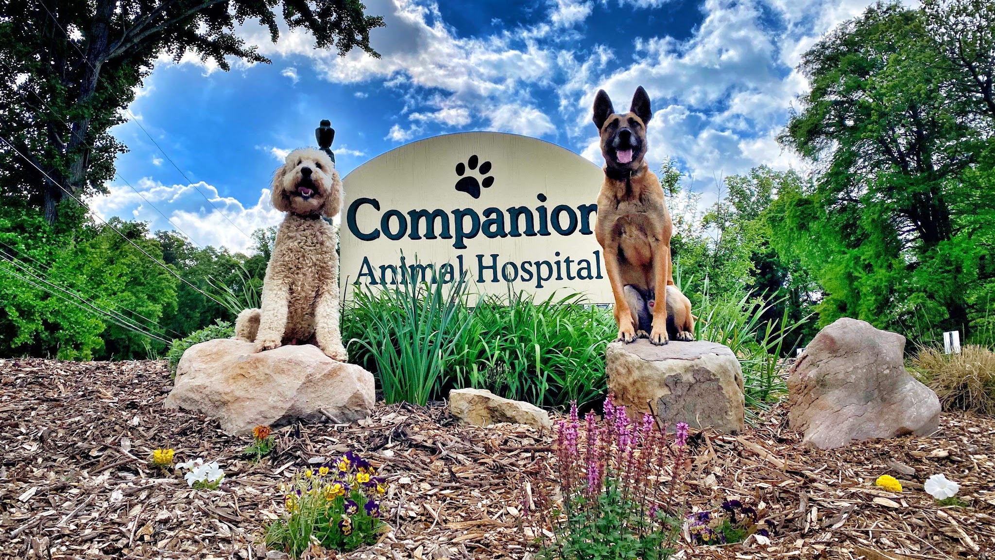 Companion Animal Hospital - Main photo