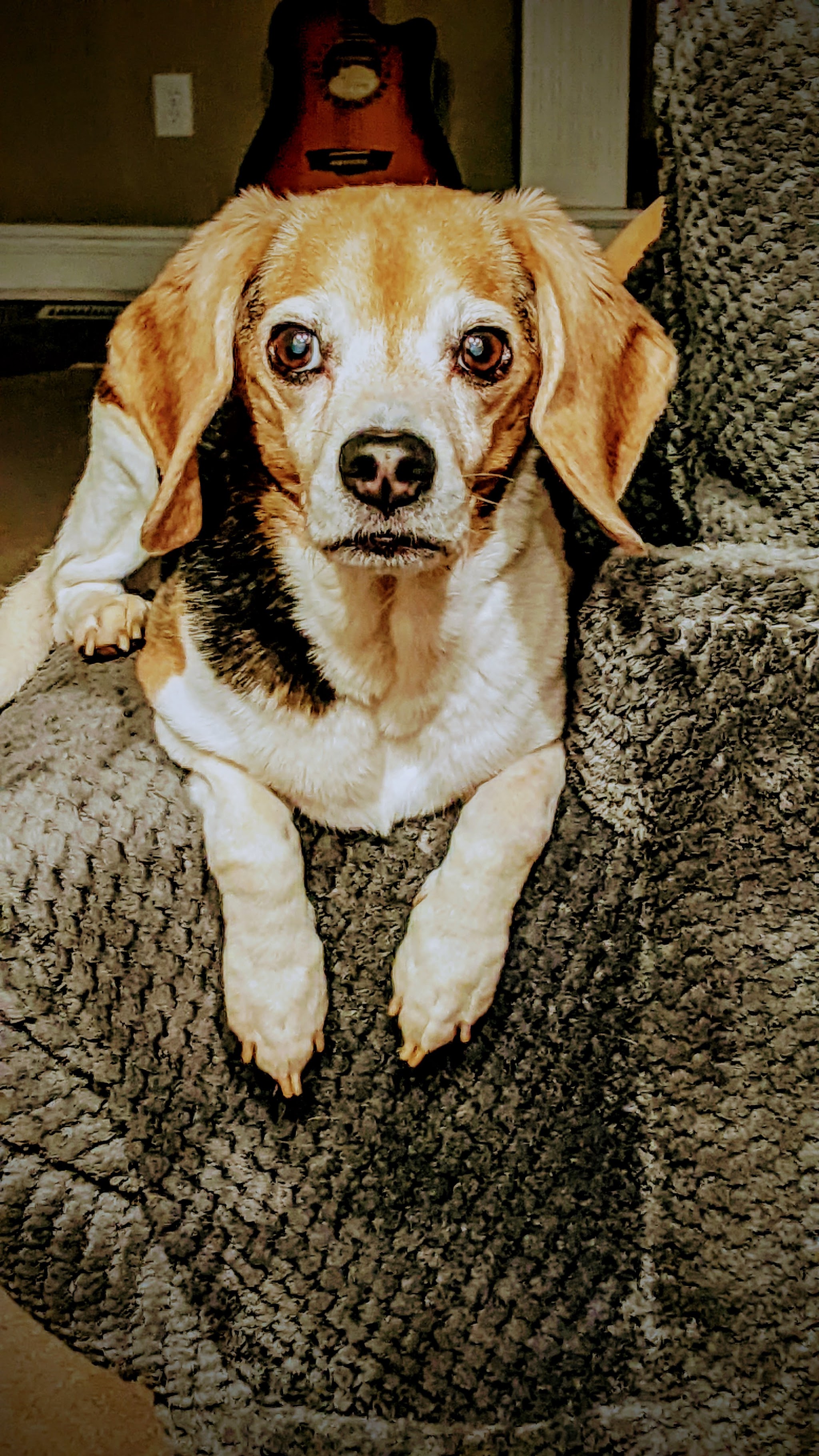 Faithful Companion Pet Cremation Services - Main photo