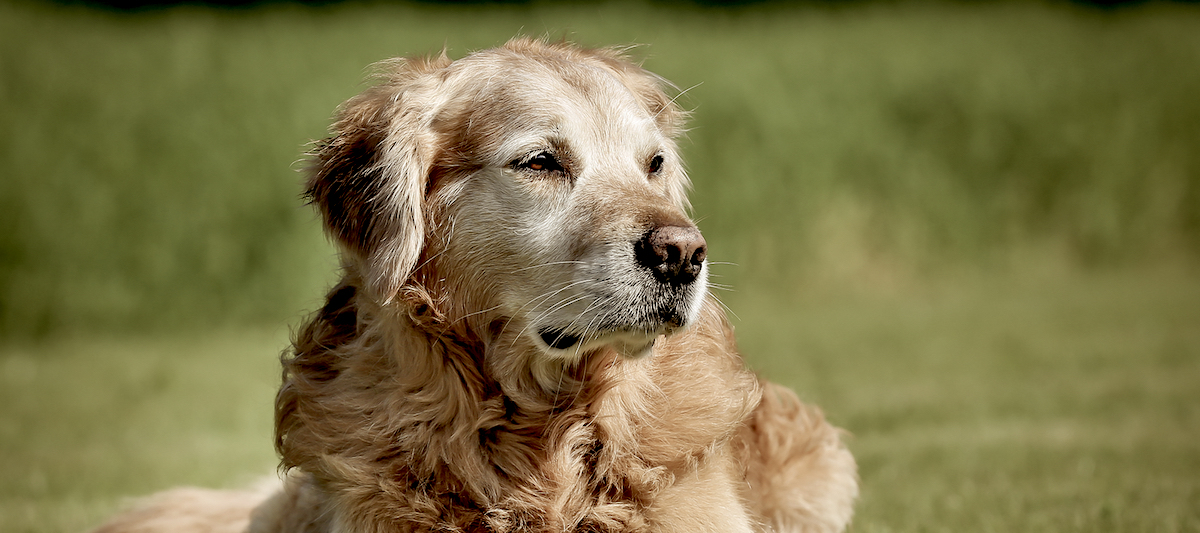 Faithful Friends Pet Crematory - Main photo