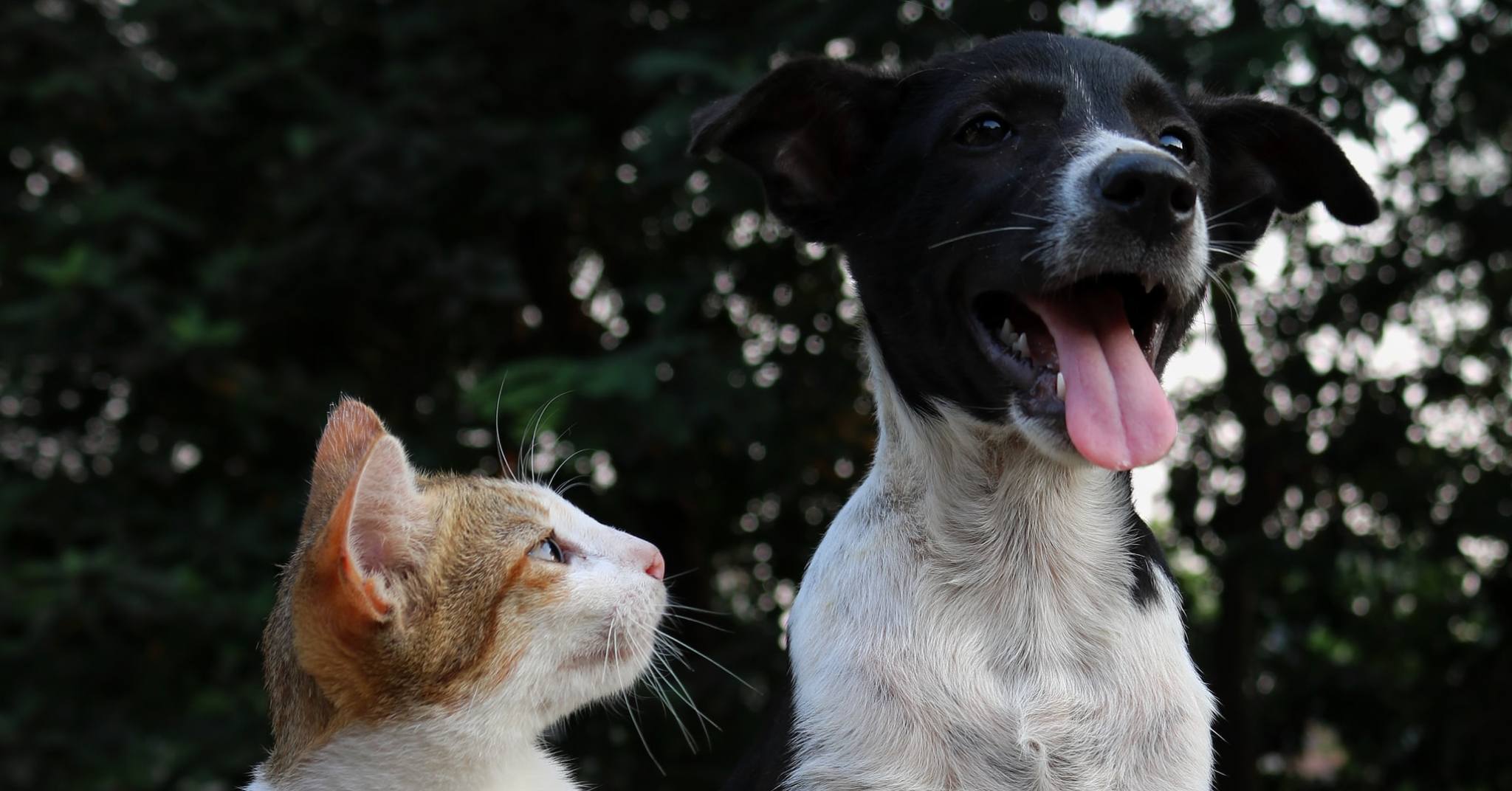Faithful Friends Pet Funeral & Cremation Services - Main photo