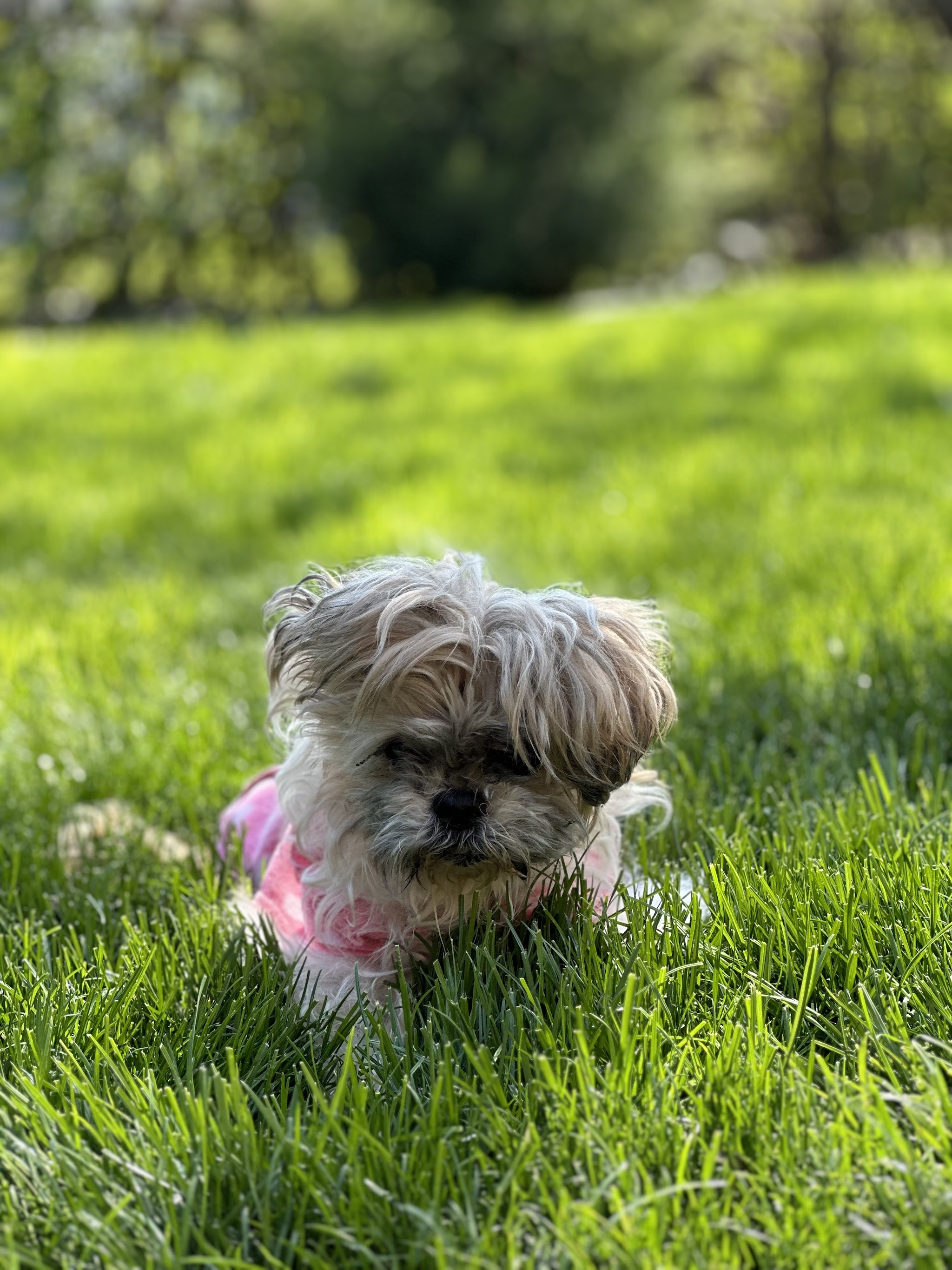 Fox Valley Pet Cremation Services - Main photo