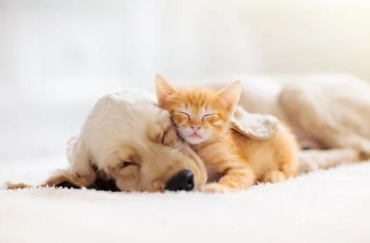 Friends Affordable Pet Cremation - Main photo