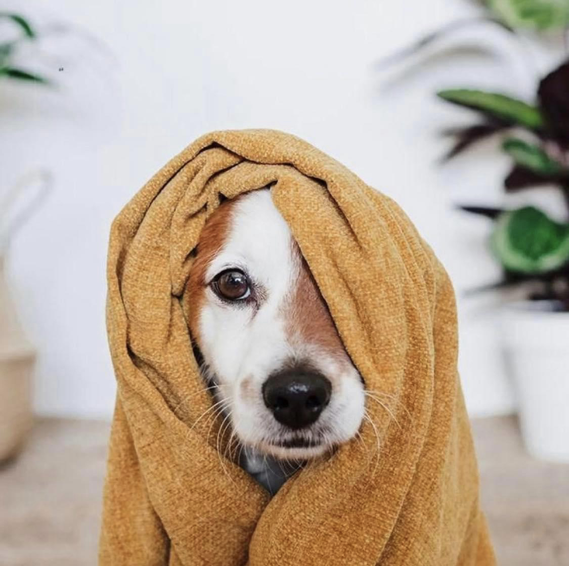Kc Dignified Pet Removal And Cremation Services - Main photo