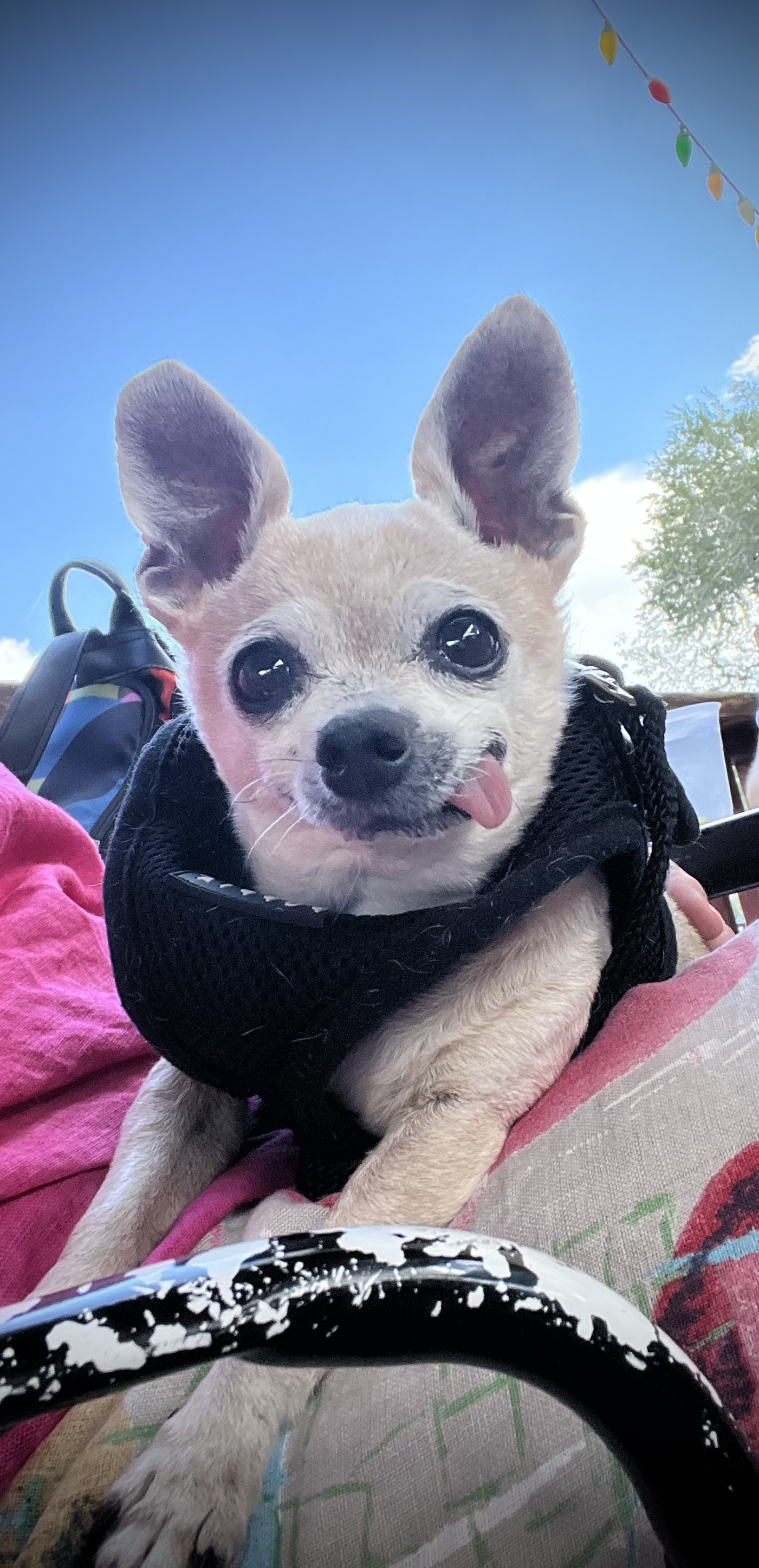 Loving Care Pet Cremation - Main photo
