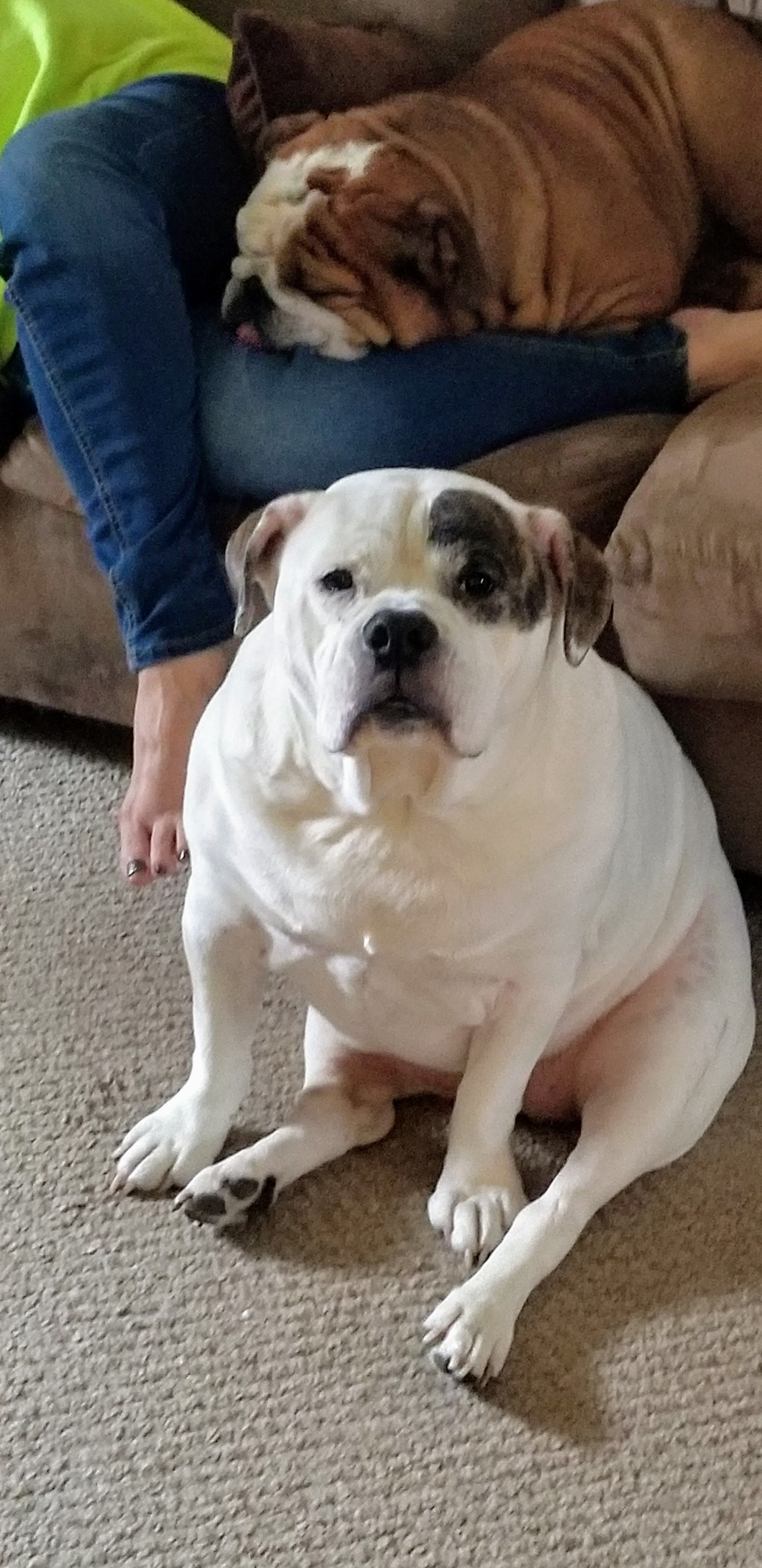Pet Heaven Pet Cremation Services - Main photo