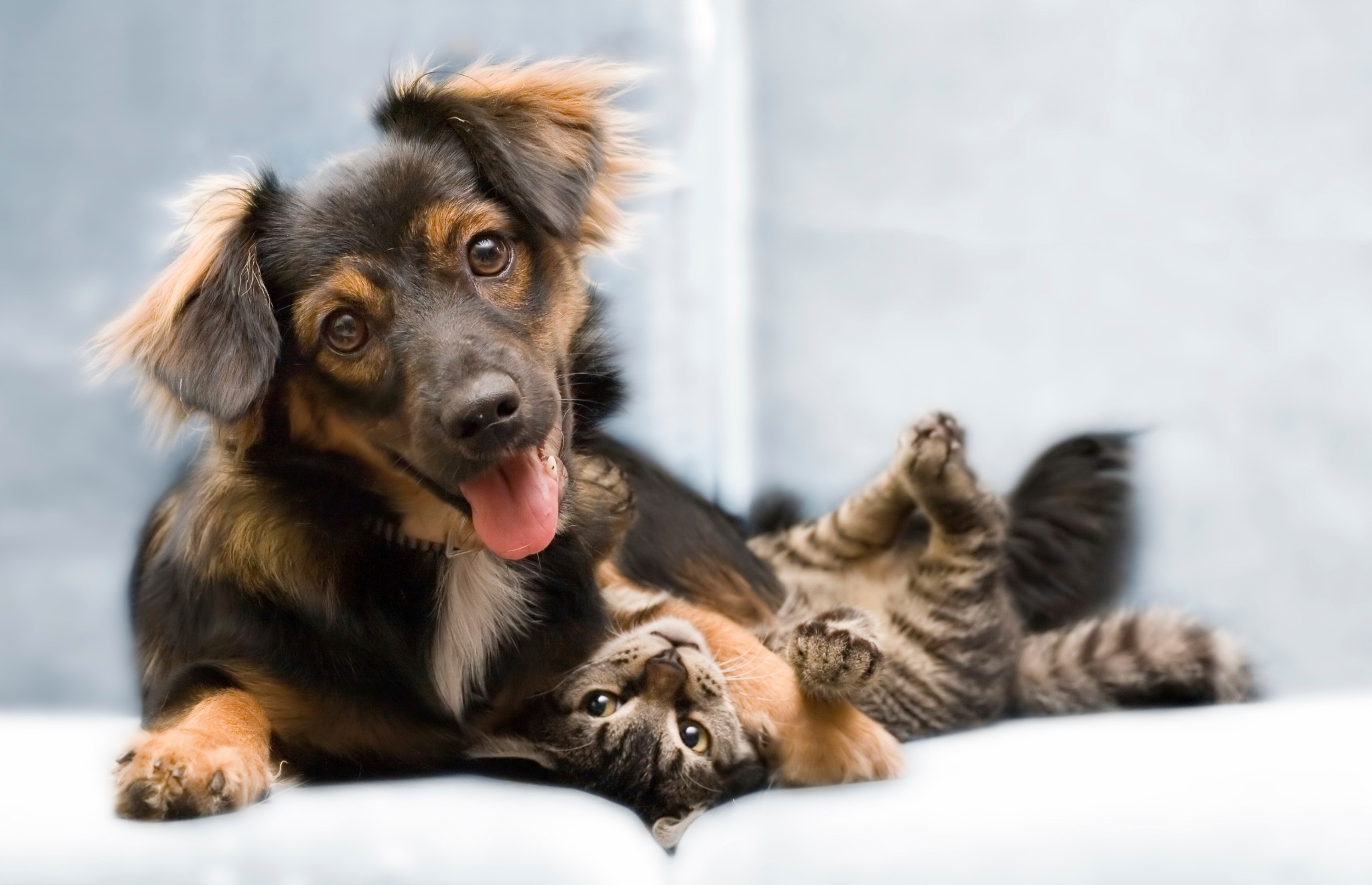Petcare Animal Hospital - Main photo