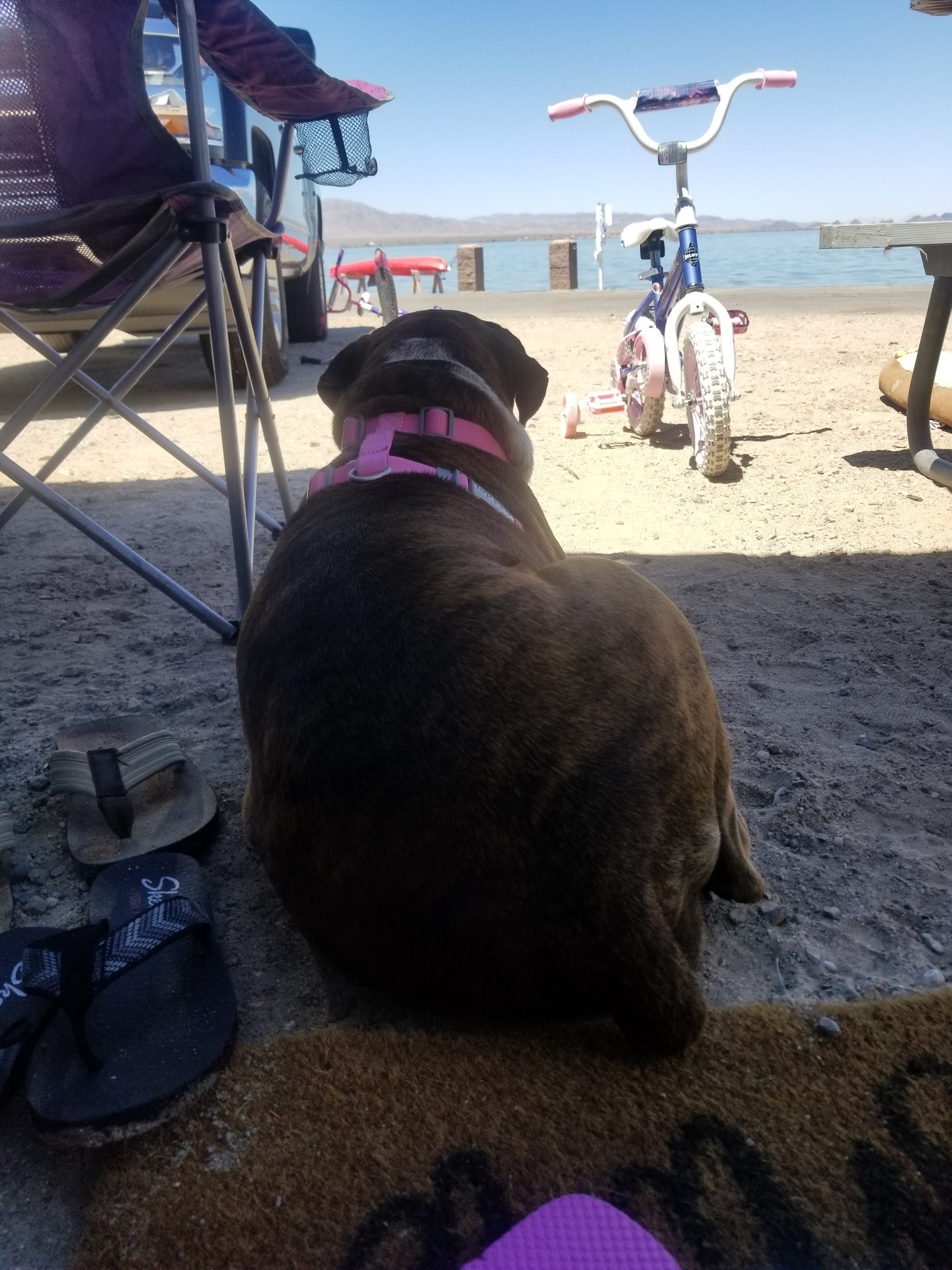 Precious Pets Animal Service - Main photo
