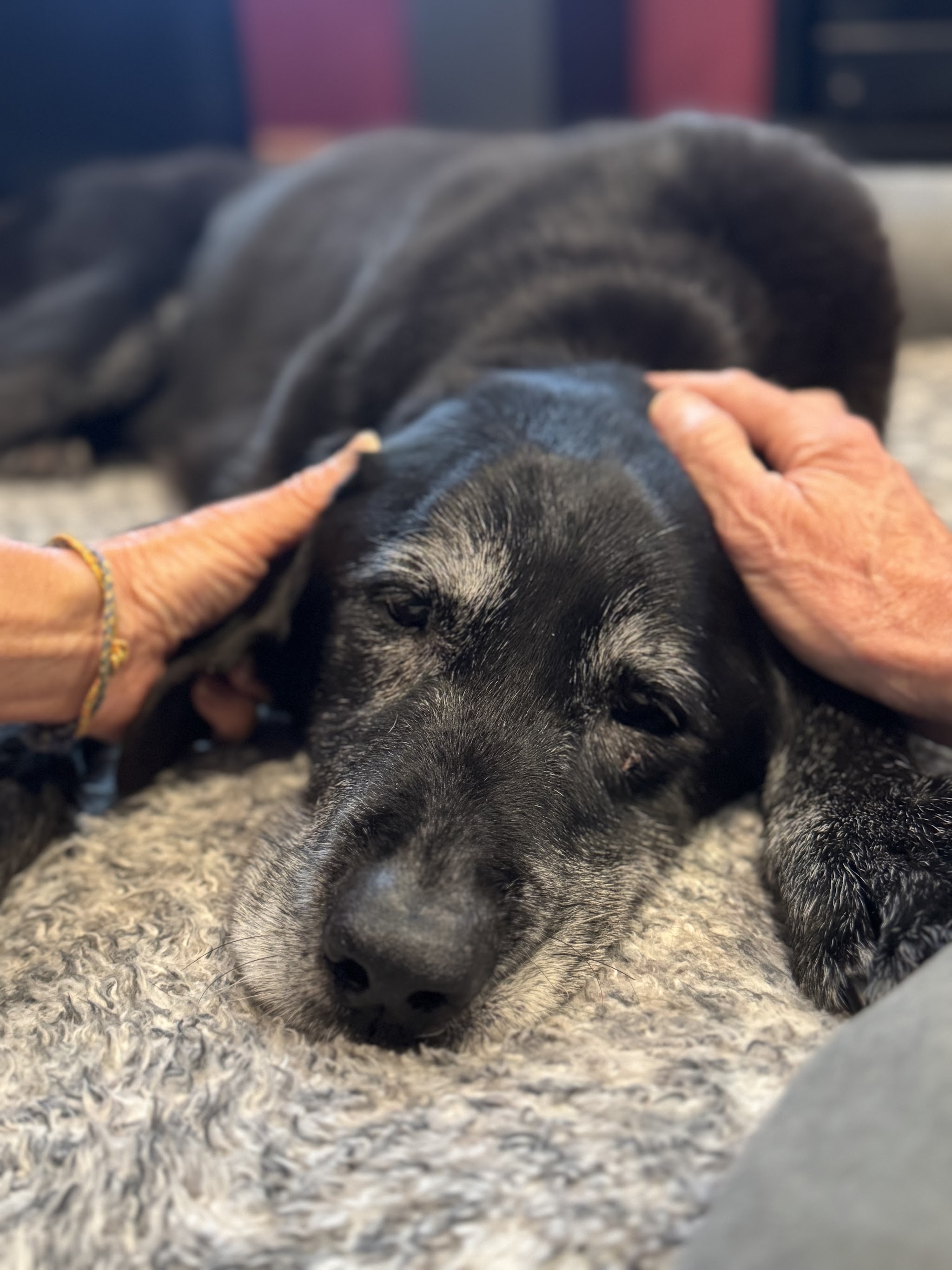 Restful Paws - In Home Pet Hospice And Euthanasia, A Sage Service - Main photo