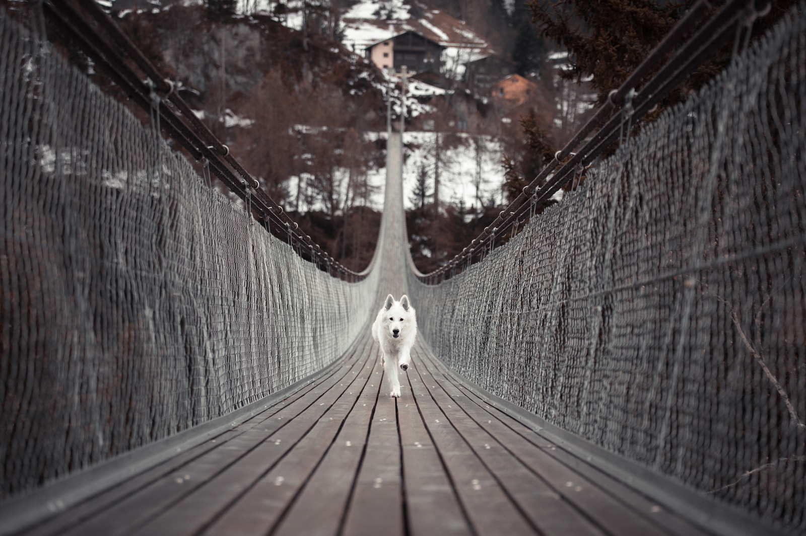 The Bridge Pet Memorial - Main photo