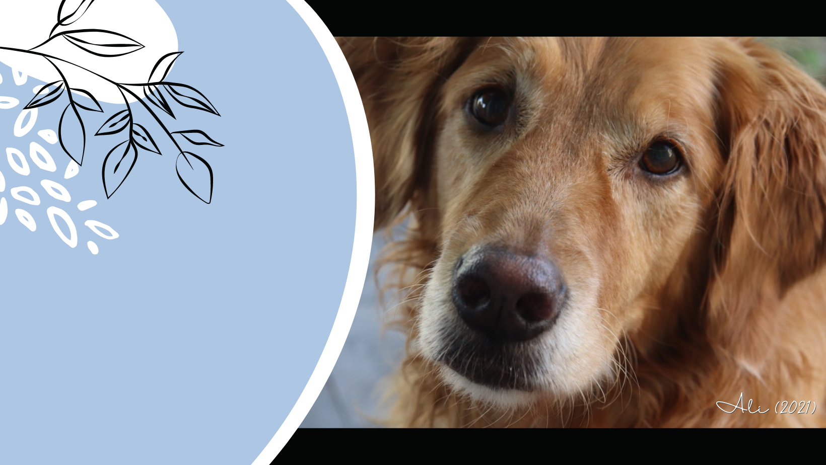 Trusted Journey Pet Memorial Center - Main photo