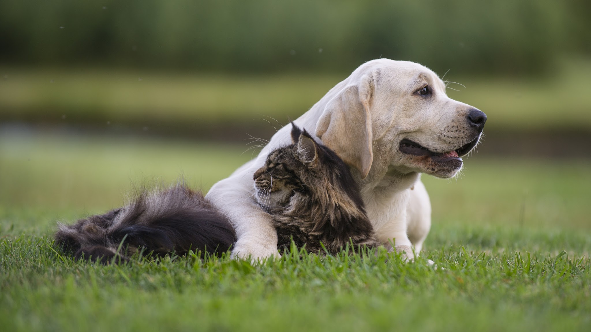 Trusted Journey Pet Memorial Services - Plainfield, Il - Main photo