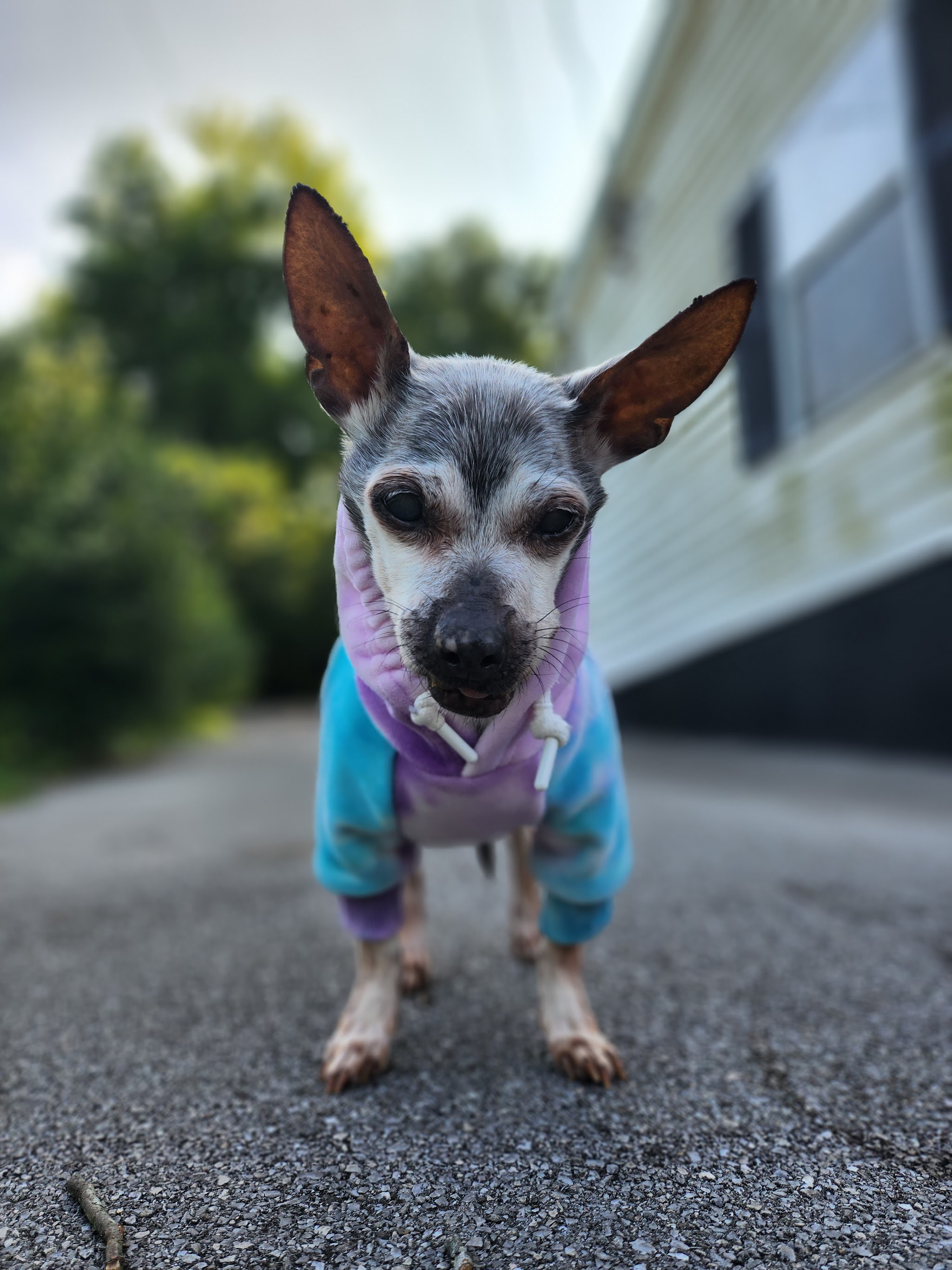 Yeargan Pet Cremation Services - Main photo